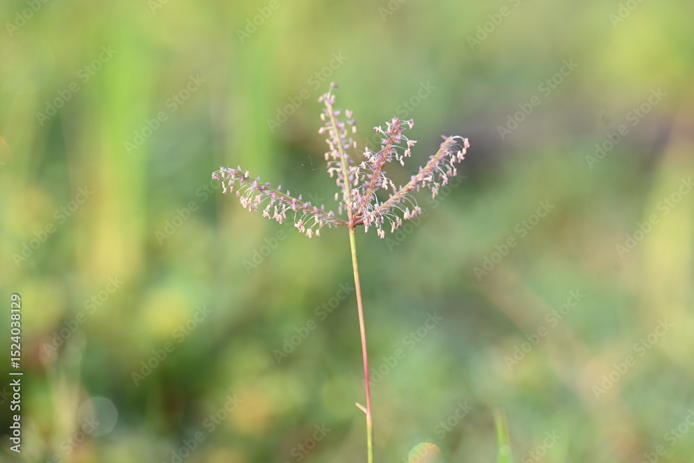 Fototapeta premium Cynodon dactylon grass flower. Its other names Bermuda,&nbsp;Dhoob,&nbsp;durva,&nbsp;ethana,&nbsp;dubo,&nbsp;dogs tooth grass, Bahama grass,&nbsp;devils grass,&nbsp;couch grass,&nbsp;Indian&nbsp;doab,&nbsp;arugampul,&nbsp;grama,&nbsp;wiregrass&nbsp;and&nbsp;scutch grass