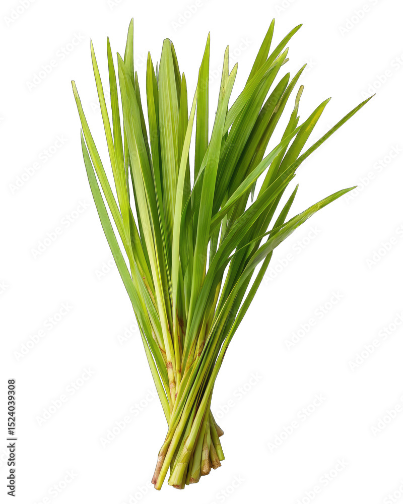 Fototapeta premium Fresh lemongrass bunch, vibrant green leaves