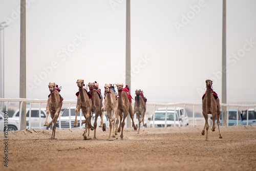 Photography Traditional camel dromedary race of Ash-Shahaniyah in Qatar with robots instead of jockey