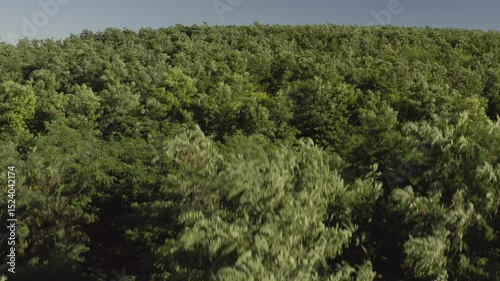 Forest trees drone aerial view landing