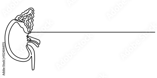 kidney cancer continuous one line drawing, Human kidneys single line drawing. Continuous one line drawing kidneys. Isolated on white background vector illustration. Pro vector.                        