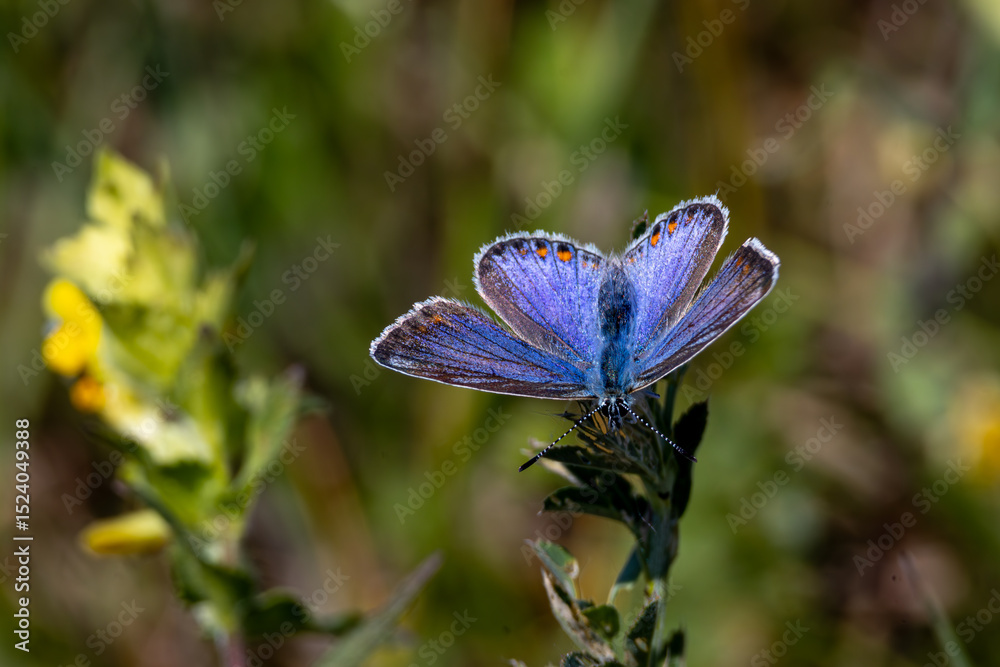 Schmetterling auf Nahrungssuche Schmetterling auf Nahrungssuche