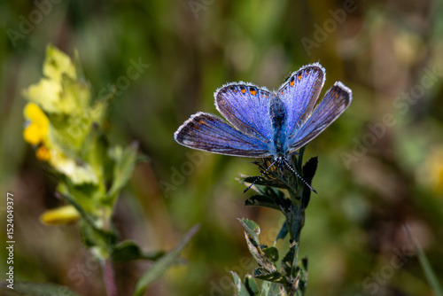 Schmetterling auf Nahrungssuche  photo