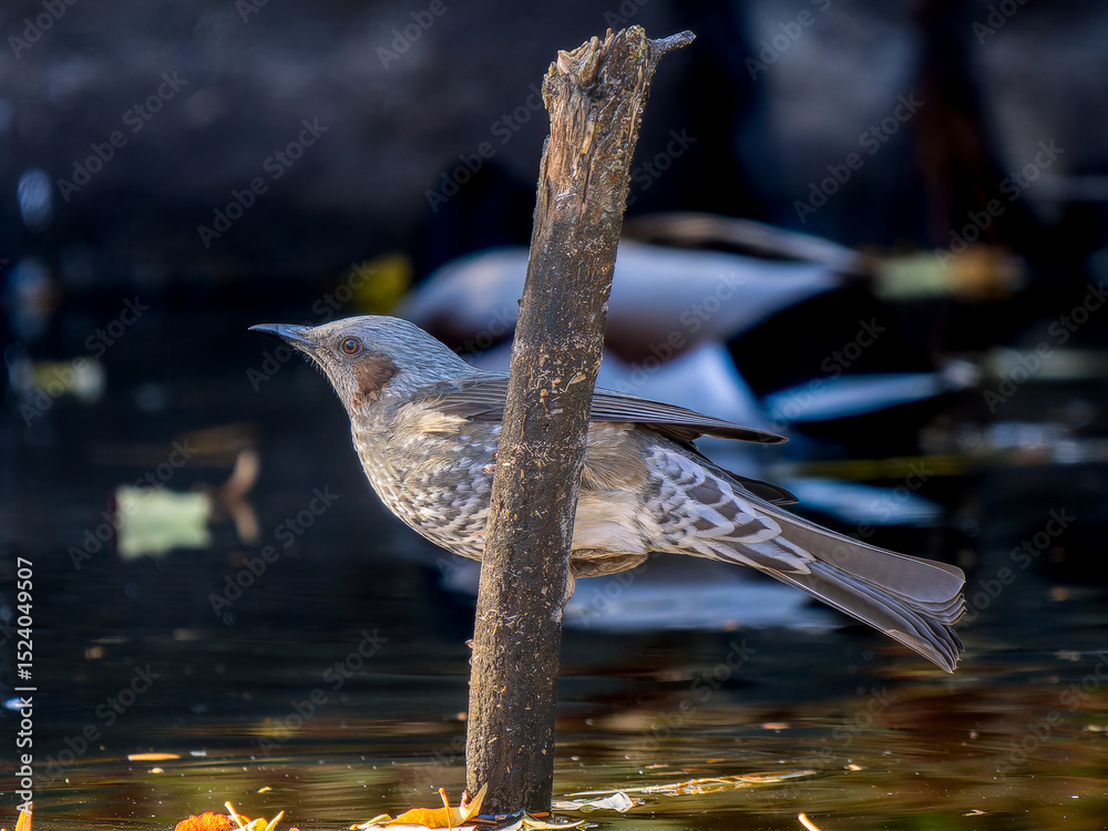 Naklejka premium 杭にとまるヒヨドリ