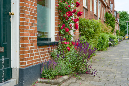 Facade garden with roses against a red brick wall. Green facade, urban gardening. Geveltuin, geveltuintje.