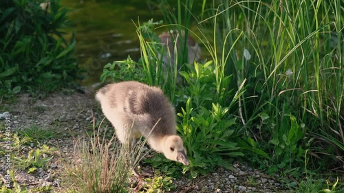 A curious gosling eats fresh green leaves while exploring the lakeside in spring sunlight