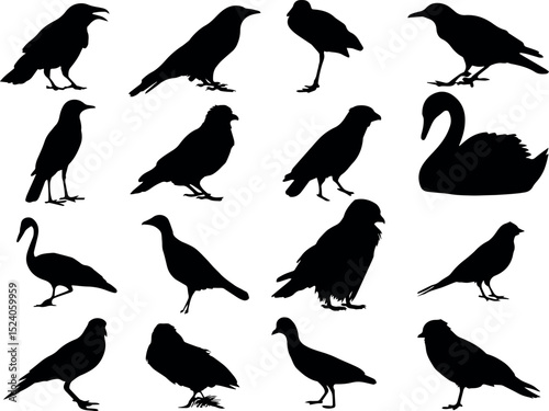 Collection of Various Black and White Bird Silhouettes Wildlife Art Set Crow Swan Dove