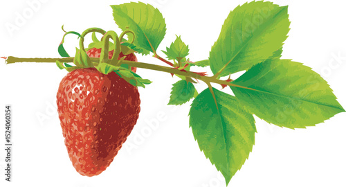 strawberry isolated on white background
