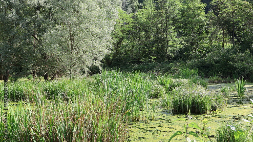 Obraz premium Piccolo lago umido, ecosistema di acqua dolce permanentemente allagato, situato nel nord della Lombardia, Italia
