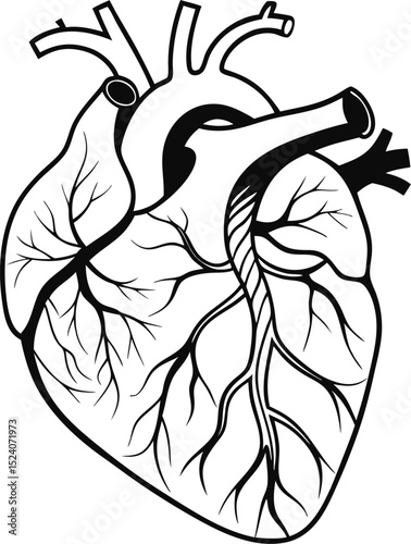 A detailed line drawing of a human heart depicting the complex vascular system and anatomy in monochrome for medical illustrations.