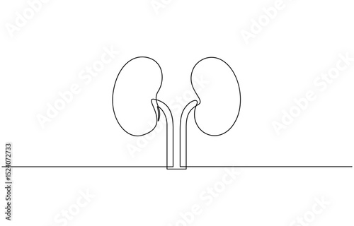 Continuous one line drawing of human organ kidney, One continuous line drawing of human kidney organ anatomy. single line drawing of kidney. editable stroke.