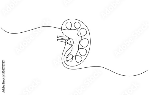 Continuous one line drawing of human organ kidney, One continuous line drawing of human kidney organ anatomy. single line drawing of kidney. editable stroke.