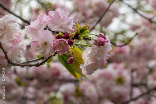 Cherry blossoms in full bloom with a beautiful gradation from pale pink to white