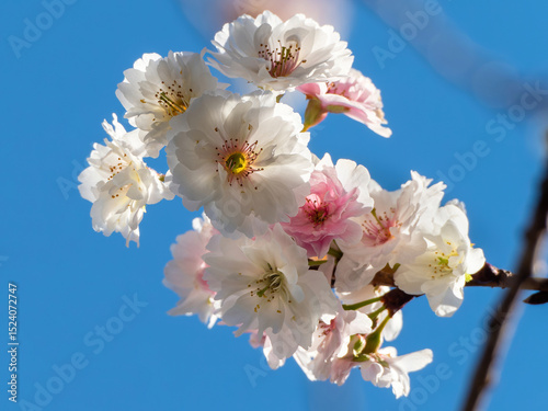 Winter cherry blossoms in full bloom under the blue sky