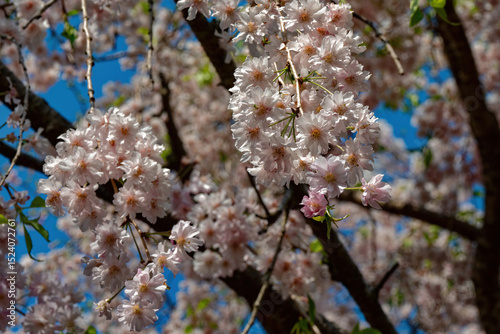 Double-flowered weeping cherry blossoms in full bloom under a blue sky.