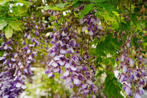 Purple and White Wisteria Flower in Japan - 日本 藤棚 紫色の藤の花