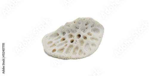 scute of an American alligator - A. mississippiensis - Bony plate inside the skin, called osteoderms or scutes, make the skin very hard to penetrate and are similar to scales. Isolated on white