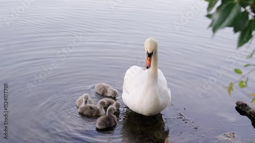 A beautiful moment of a white swan helping her fluffy cygnets eat aquatic plants in a calm lake
