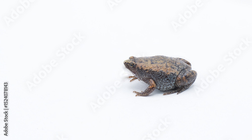 Gastrophryne carolinensis, the eastern narrow mouthed toad, is a species of frog. It is a small amphibian found in damp, shady habitats. Isolated on white background with copy space photo