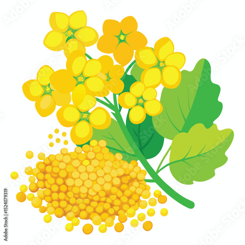 Illustration of Mustard Plant with Flowers Seeds and Leaves on White