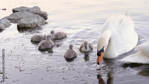 A white swan stands still in shallow lake water while her fluffy cygnets eat and drink around her