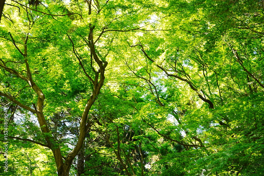 Lush Green Momiji or Maple in Summer, Japan. Closeup view - 日本 新緑のもみじ Lush Green Momiji or Maple in Summer, Japan. Closeup view - 日本 新緑のもみじ