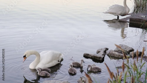 A white swan gently pulls aquatic plants toward her baby cygnets gathered around her in a calm lake