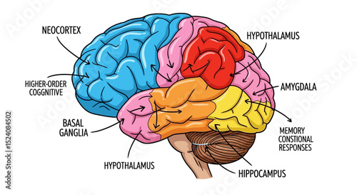 Colorful Illustrated Diagram of the Human Brain's Major Regions