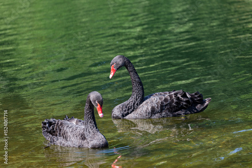 Fototapeta Naklejka Na Ścianę i Meble -  Black mute swans swimming in lake