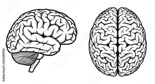 Detailed Line Art Illustrations of the Human Brain, Side and Top Views photo