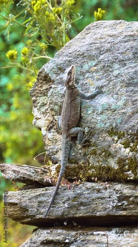 Nature’s Climber | Lizard Camouflaged on Mountain Stone Wall