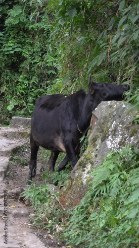 Forest Trail Companion | A Calf Grazes in the Himalayan Woods