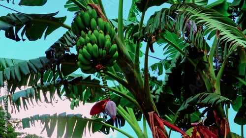Banana Growth Stage | Raw Green Bananas on Tree with Blossom
