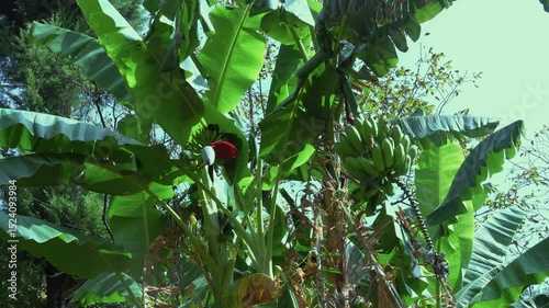 How Bananas Grow | Green Banana Cluster with Banana Flower