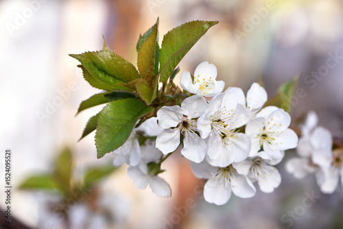 Prunus avium. the cherry tree is in bloom. white flowers. cherry blossom tree in garden spring. lush flowering, on a branch. flowering season. fruit tree, gardening. close-up