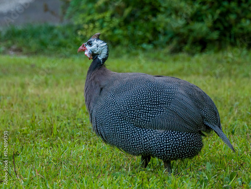 French Pearl Guinea Fowl
