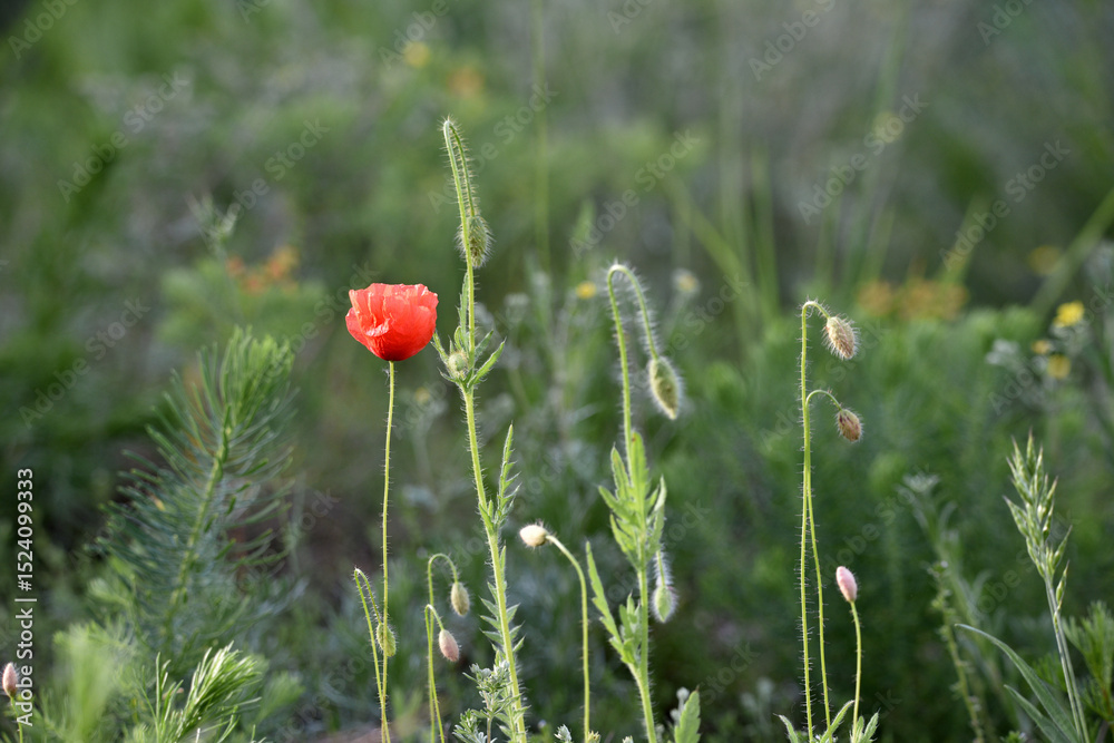 Obraz premium poppies. delicate petals of red poppies in the sun. background with red poppy flowers. Beautiful red poppy flower and buds isolated on a light background. wild flower, beauty in nature. close-up