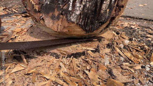 The movement of a man's hand cutting through charred, rotten wood from a fire using a saw to cut down the lower part of a tree trunk.