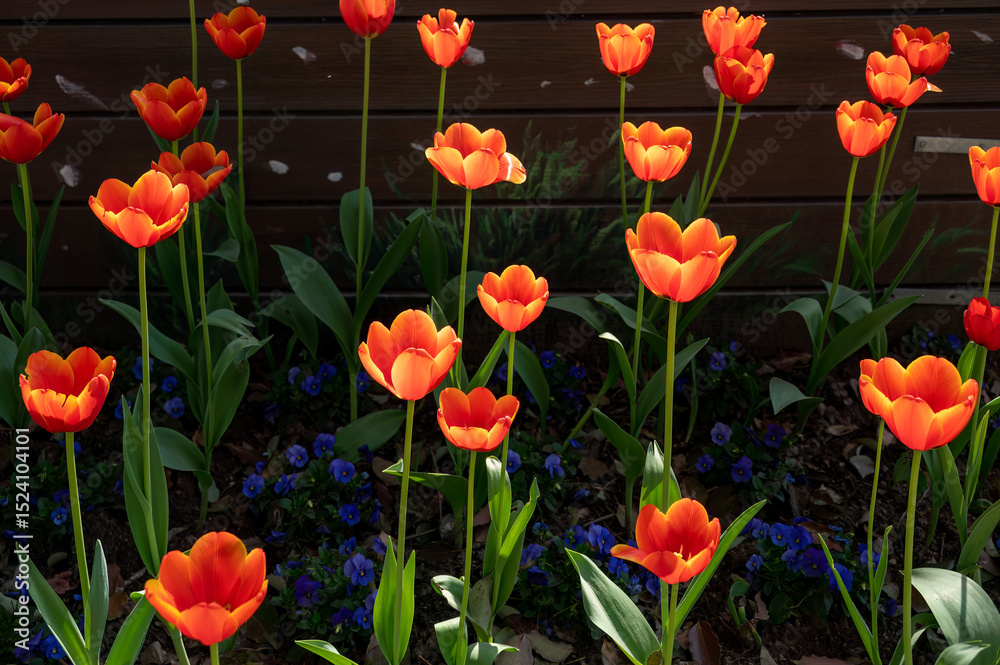 Fototapeta premium red and yellow tulips in the garden