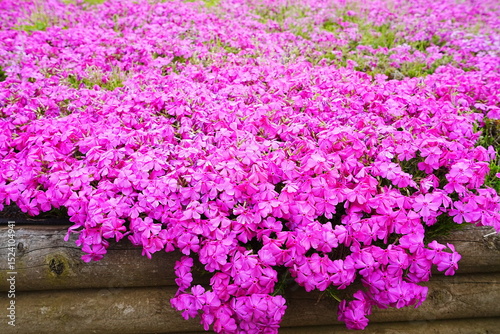 Pink Shibazakura Flower or Moss Phlox at Hitsujiyama Park in Chichibu, Saitama, Japan - 日本 埼玉県 秩父 羊山公園 芝桜の丘