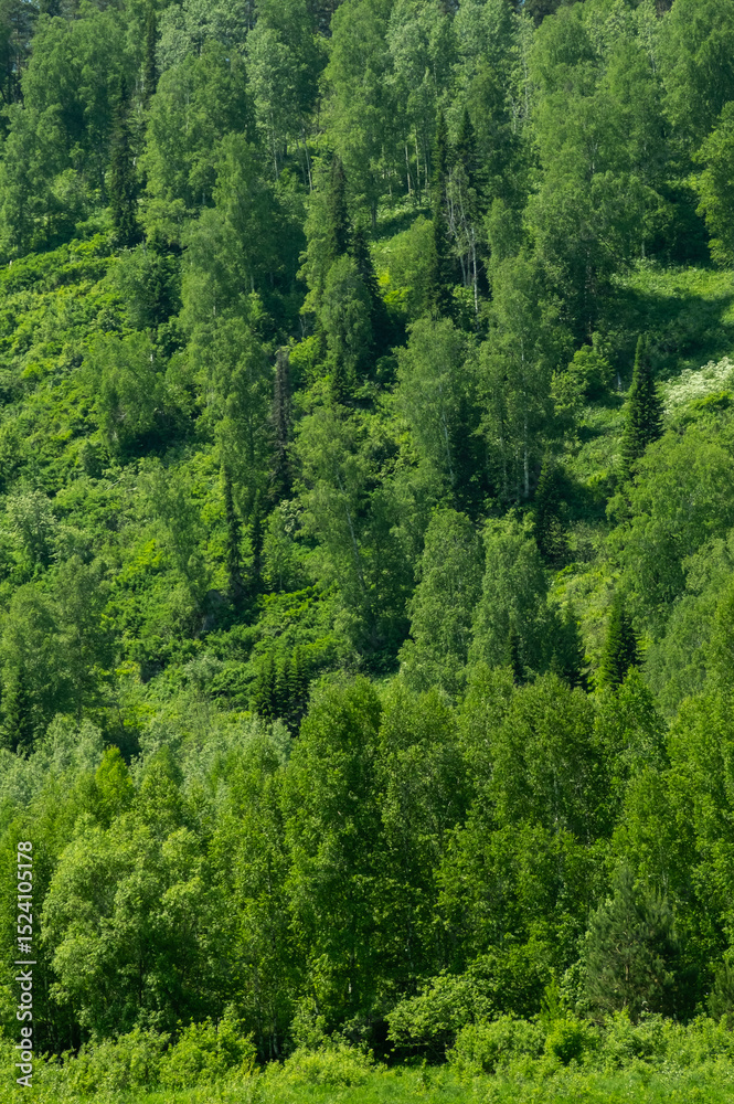 Fototapeta premium Lush Green Forest on Hillside, Rich with Diverse Trees and Foliage. Natural Beauty, Ecology and Environmental Concepts.