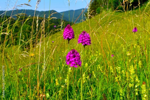 Fototapeta Naklejka Na Ścianę i Meble -  Beautiful pink pyramidal orchid (Anacamptis pyramidalis) flowers in selective focus at a meadow in Gorenjska, Slovenia