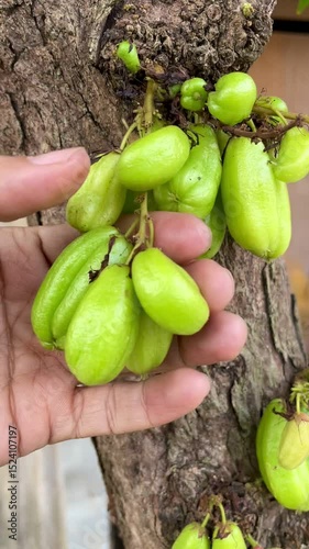 Hand of a person holding a starfruit. A small starfruit with a sour taste for a cooking ingredient.