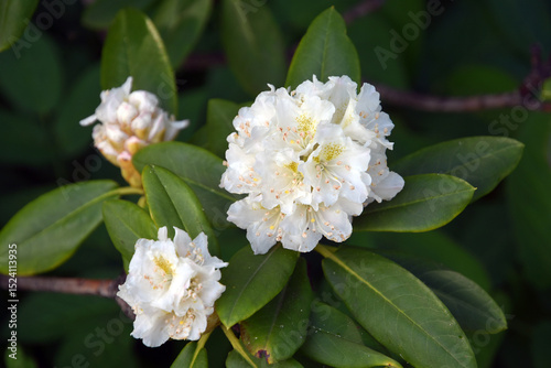 Wallpaper Mural Rhododendron bush white flowers Torontodigital.ca