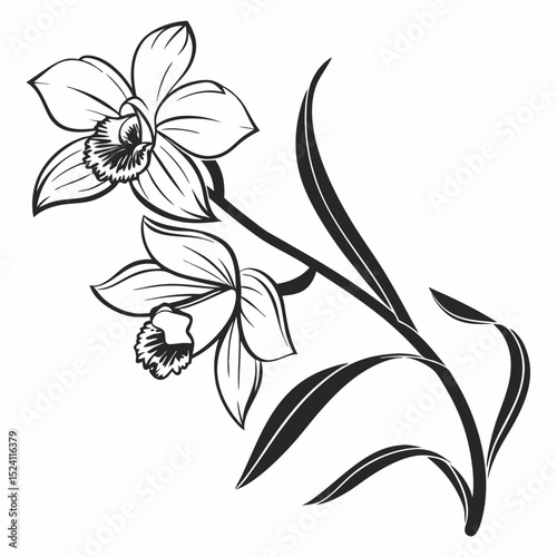 black and white orchid