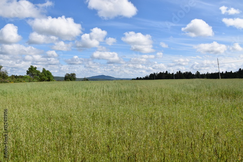 Fototapeta Naklejka Na Ścianę i Meble -  A field in crop in summer, Sainte-Apolline, Québec, Canada