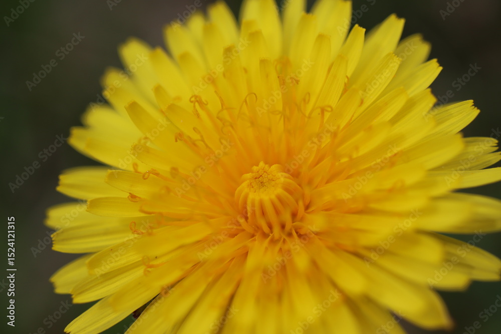 Obraz premium Macro dandelion in spring sunshine