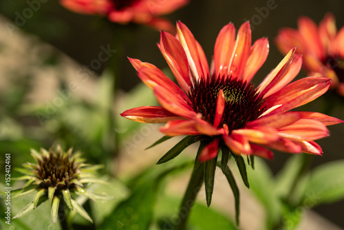 Vibrant red-orange flower in bloom