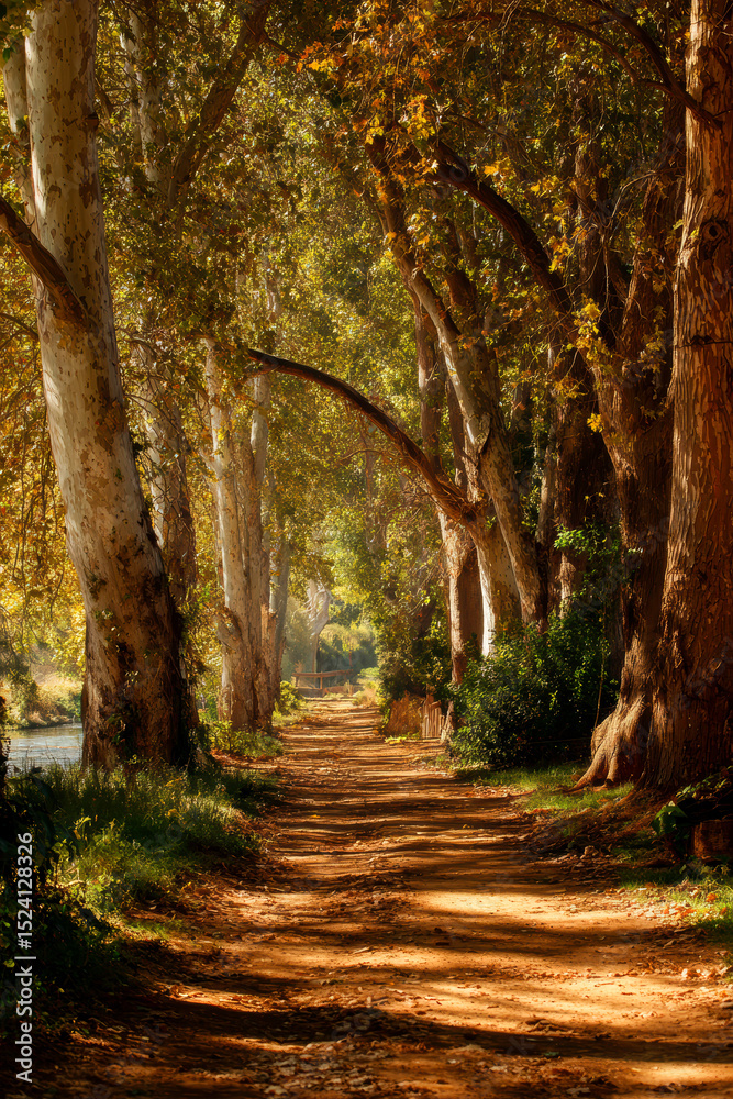 Naklejka premium Sunlit Dirt Path Through a Tree-Lined Avenue