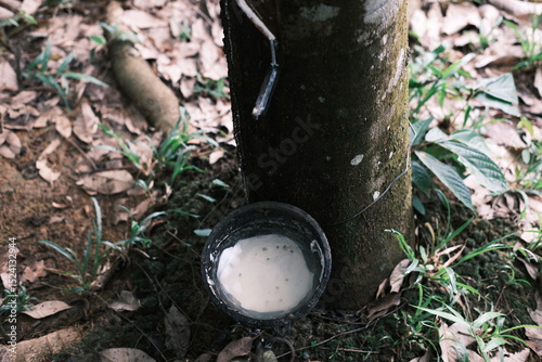 Wallpaper Mural A black bucket is sitting on the ground next to a tree Torontodigital.ca